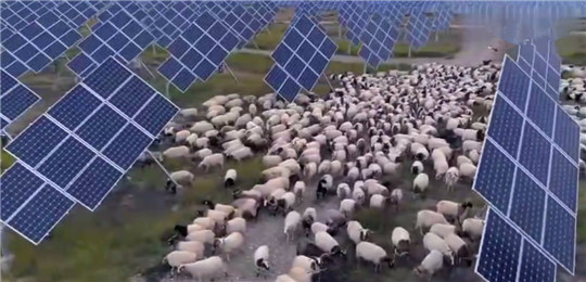 中國發電遇“世界難題”，居然被幾千只羊解決了!華全整理
